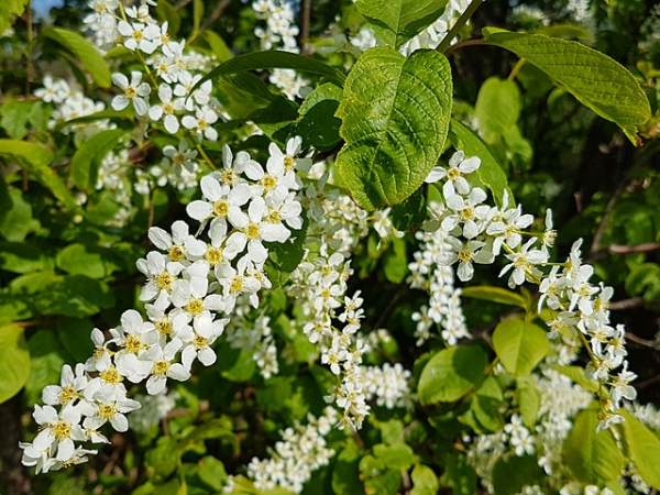 Prunus padus-Traubenkirsche Blüte